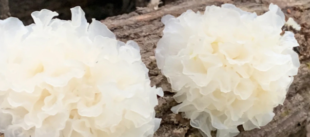 Tremella Glow 5 Mask